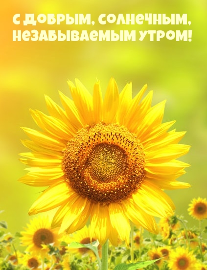 С добрым, солнечным, незабываемым утром!