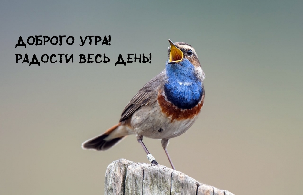 Радости весь день!