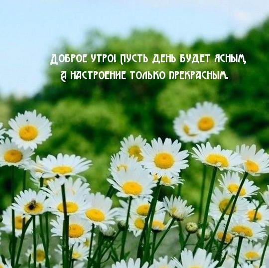 Доброе утро! Пусть день будет ясным