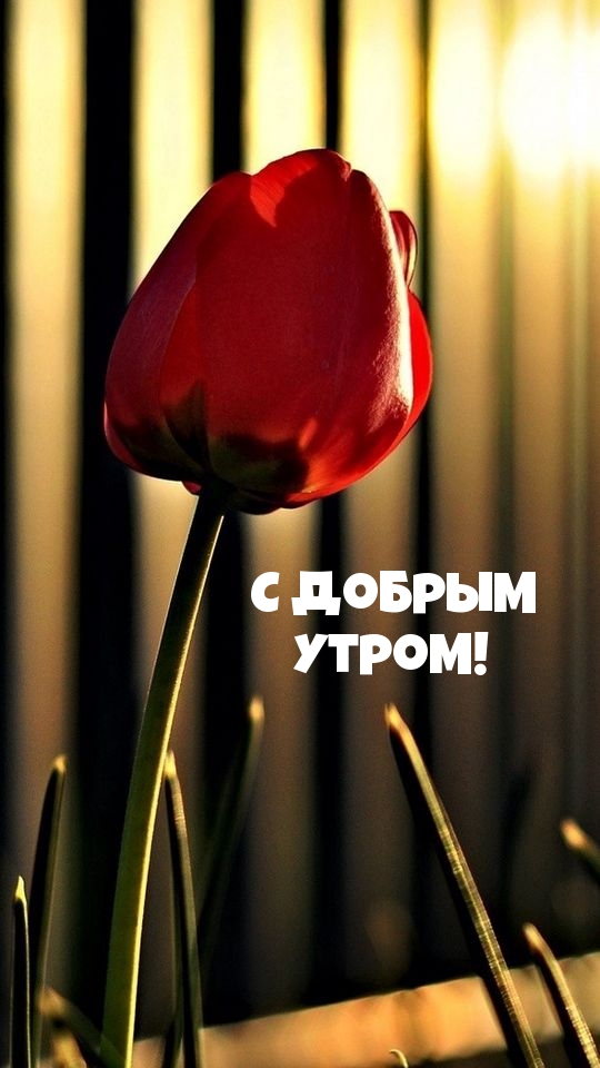 С добрым утром!