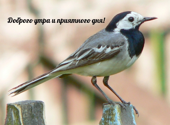 Доброго утра и приятного дня!