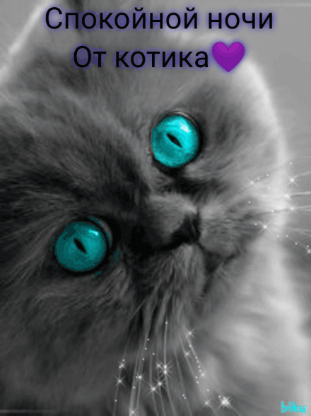 Спокойной ночи от котика