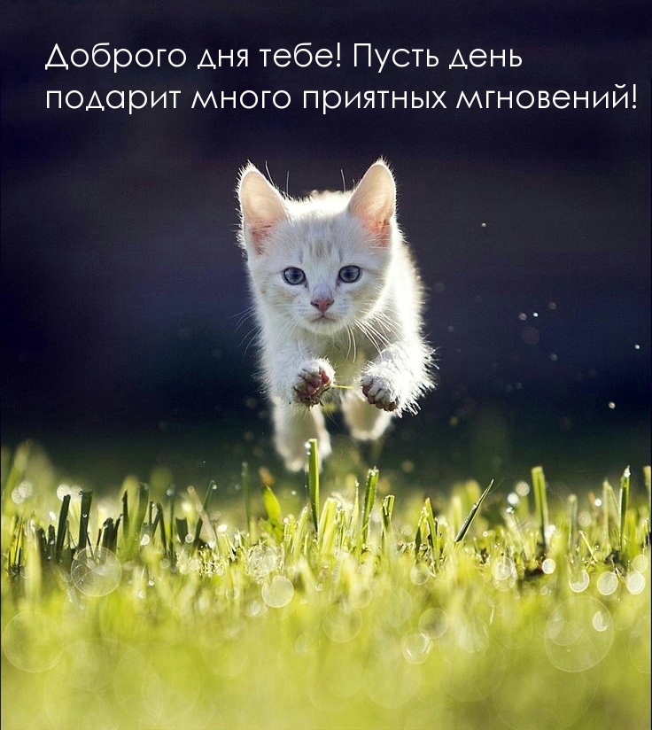 Пусть день подарит много приятных мгновений!