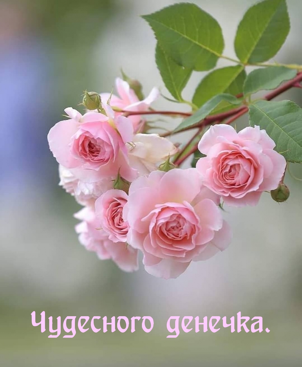 Чудесного денечка.