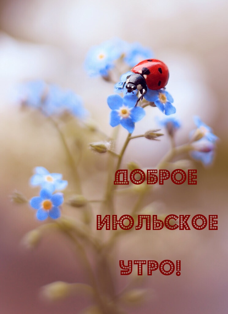 Доброе июльское утро!