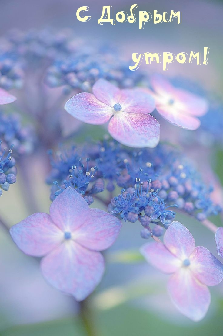 С Добрым утром!