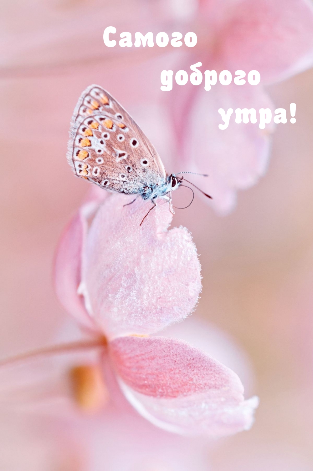 Самого доброго утра!