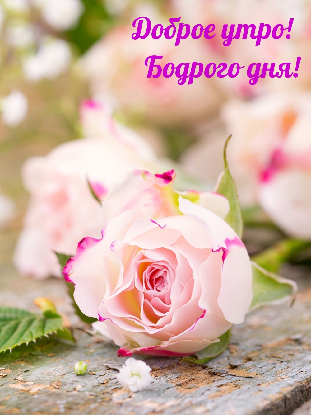 Доброе утро! Бодрого дня!