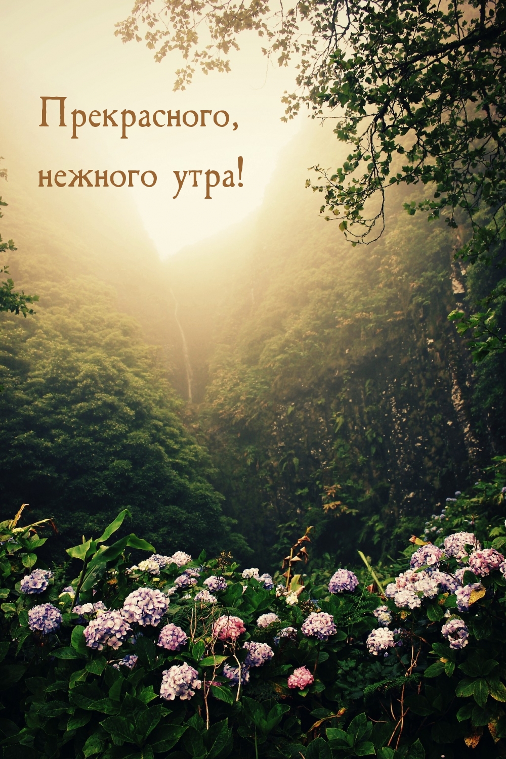 Картинка - Прекрасного, нежного утра!.