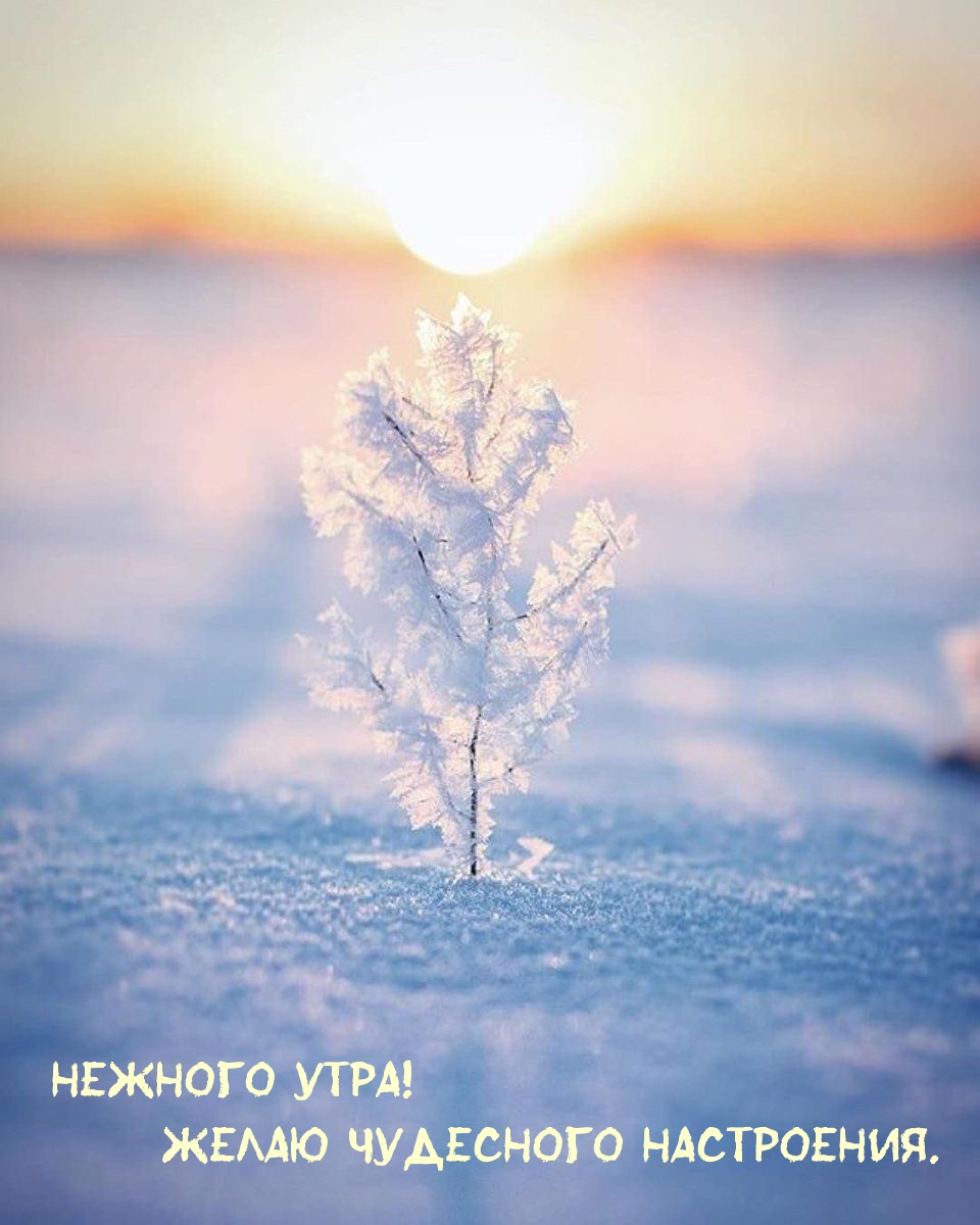 Нежного утра! Желаю чудесного настроения.