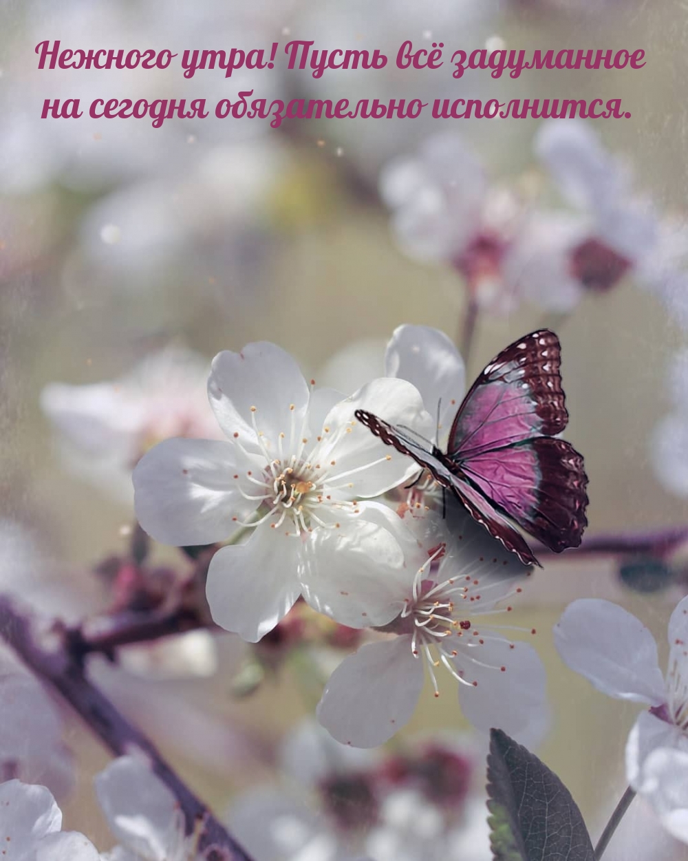 Нежного утра! Пожелание исполнения задуманного