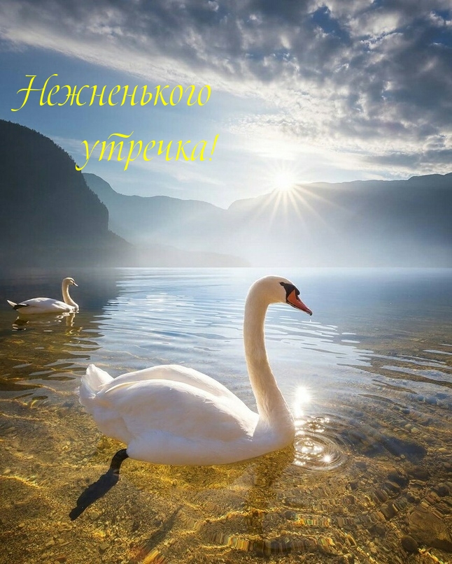Нежненького утречка!
