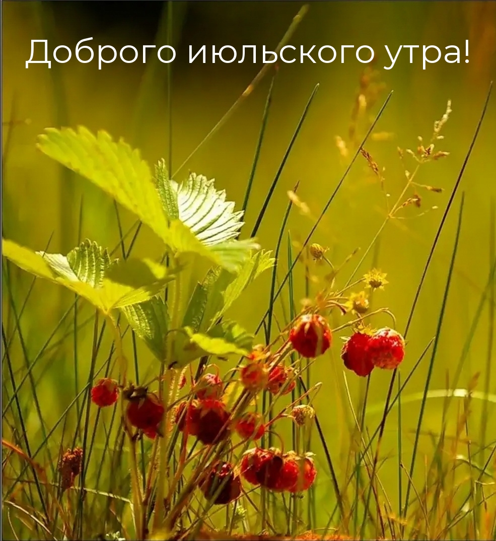 Доброго июльского утра!
