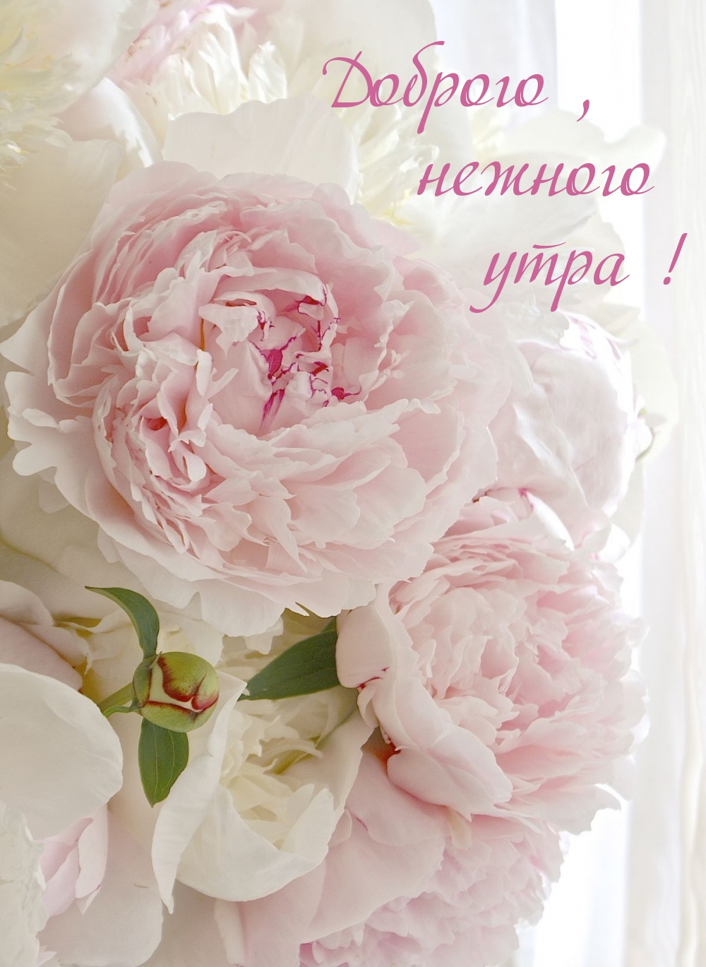 Доброго, нежного утра!