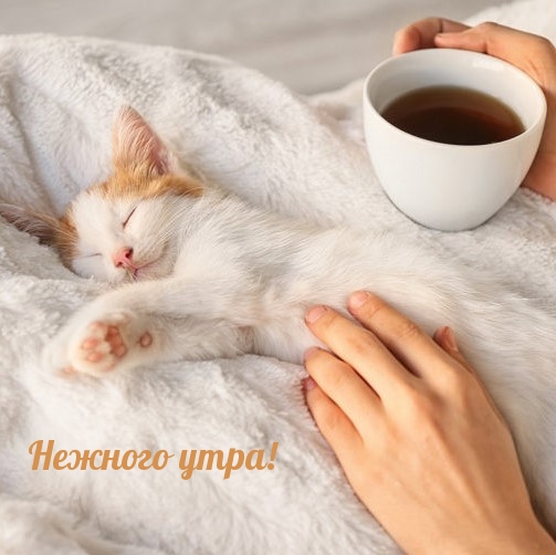 Нежного утра!