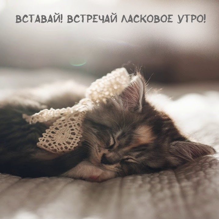 Вставай! Встречай ласковое утро!