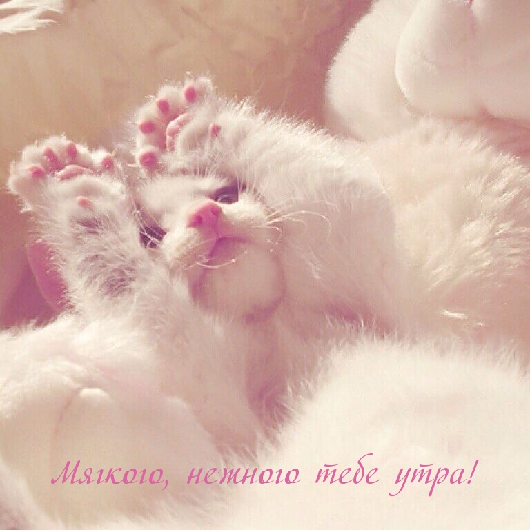 Мягкого, нежного тебе утра!