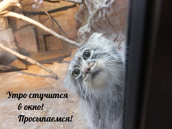 Утро стучится в окно! Просыпаемся!