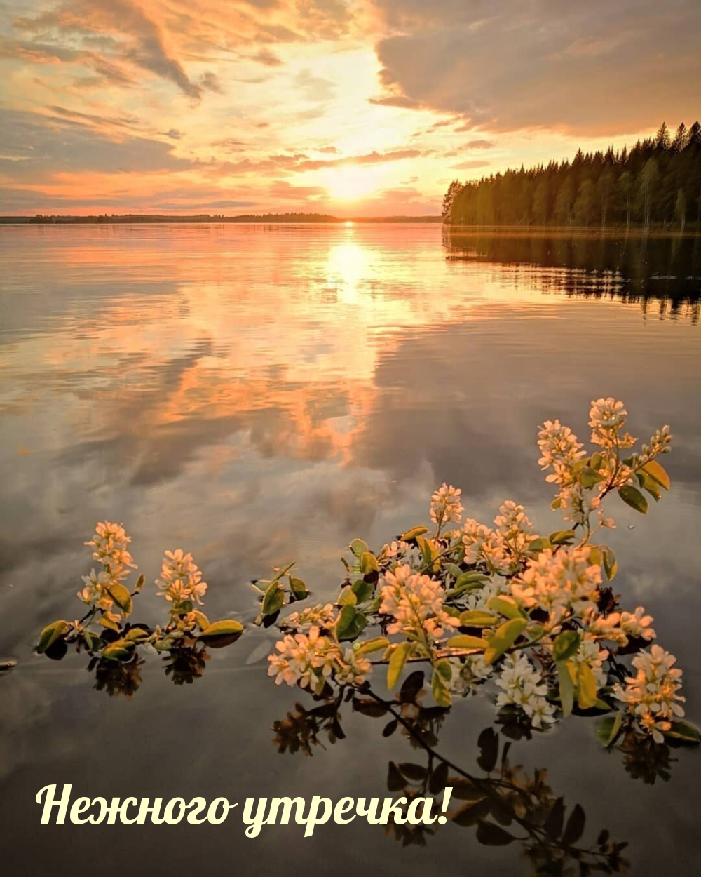 Нежного утречка!