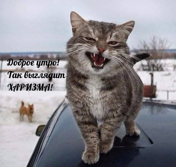 Доброе утро! Так выглядит ХАРИЗМА!