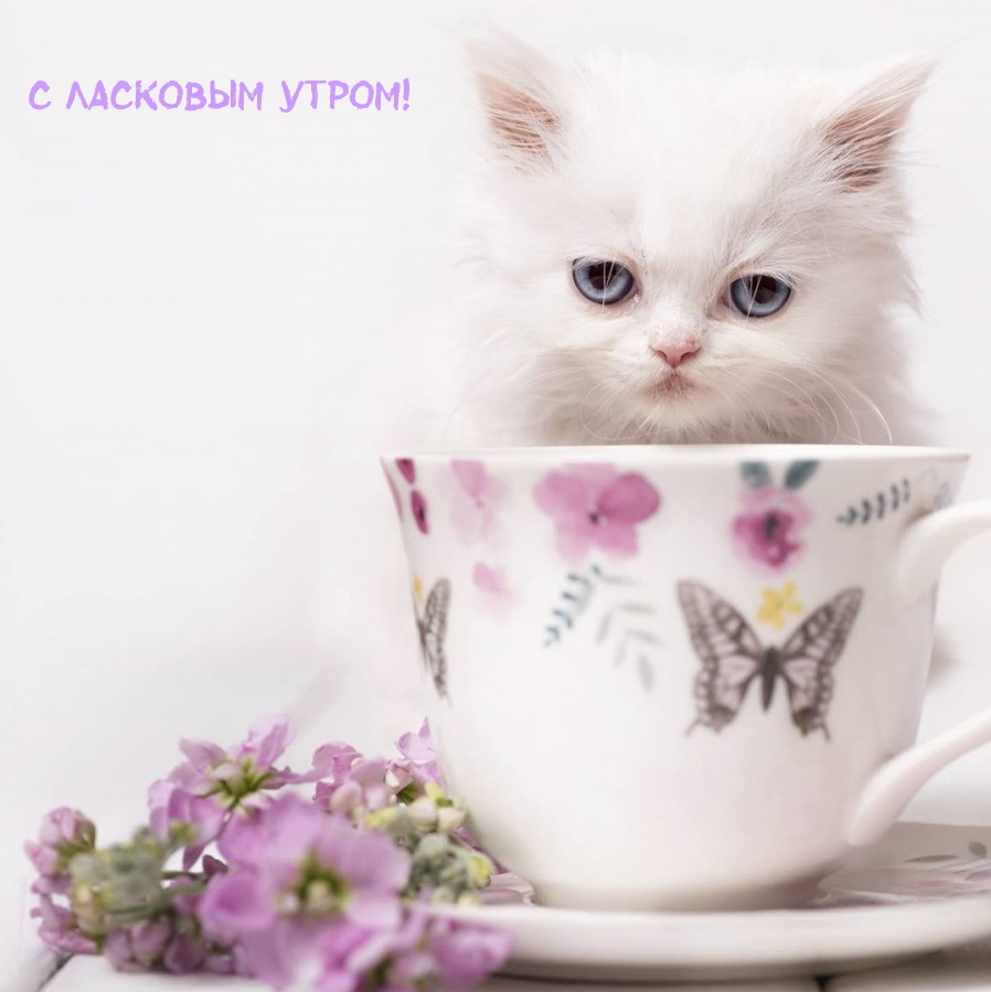 С ласковым утром!