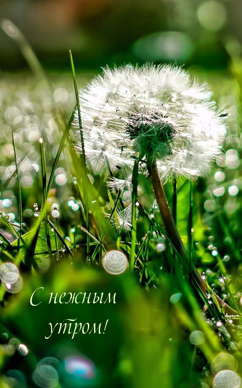 С нежным утром!