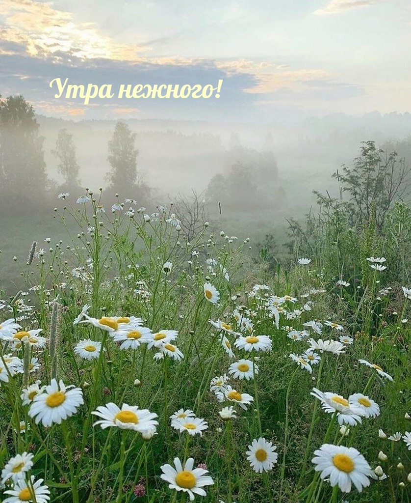 Утра нежного!