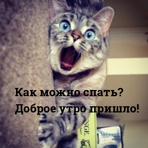 Как можно спать? Доброе утро пришло!