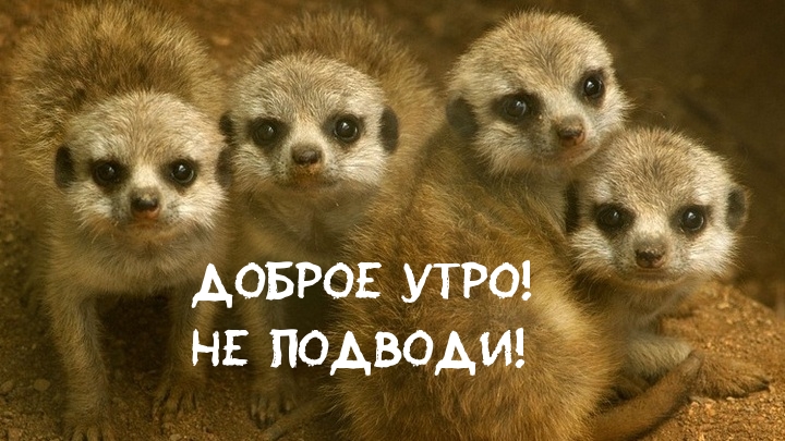 Доброе утро! Не подводи!