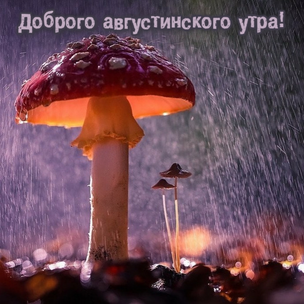 Доброго августинского утра!
