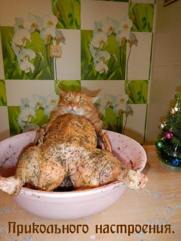 Прикольного настроения.