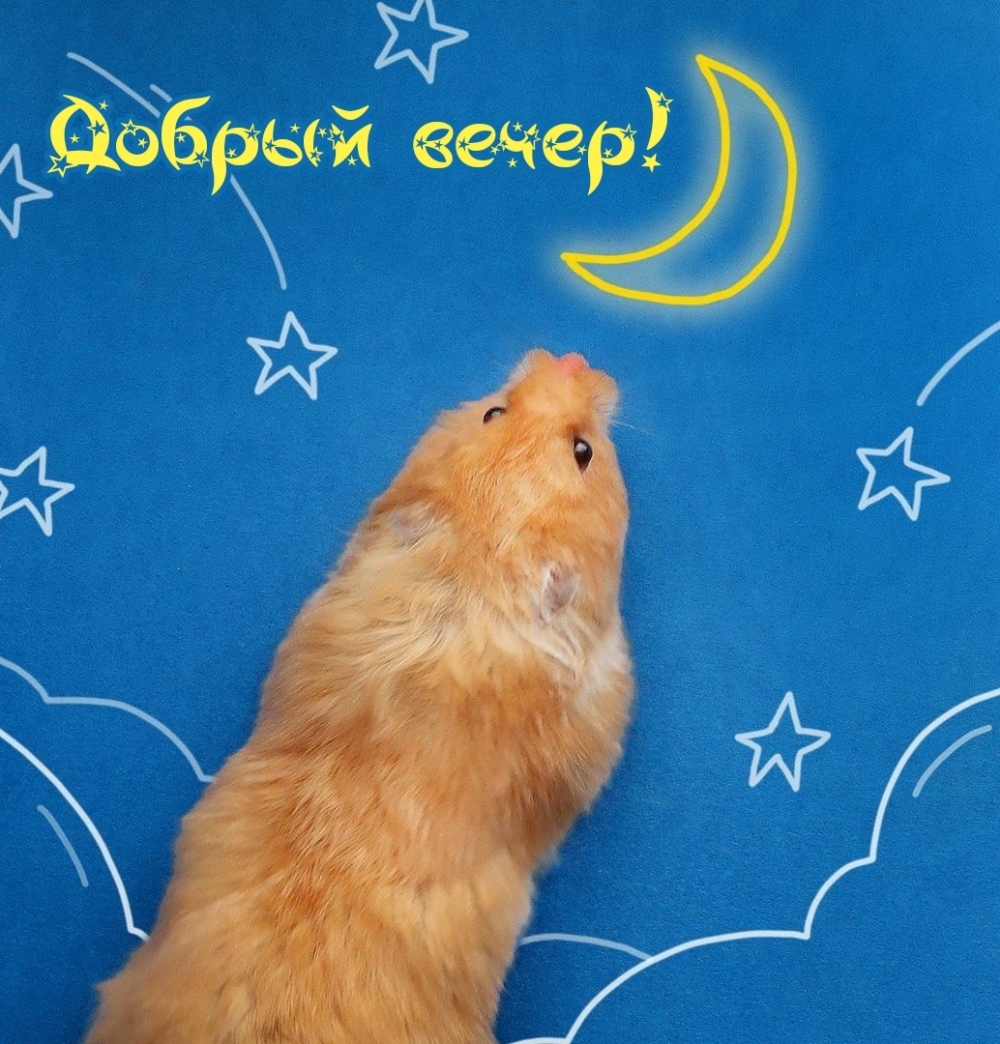 Добрый вечер!
