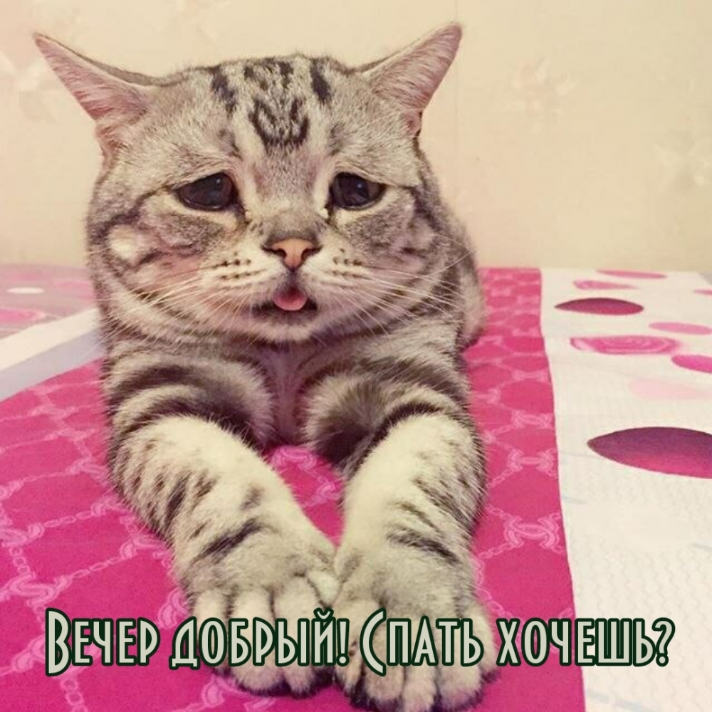 Вечер добрый! Спать хочешь?