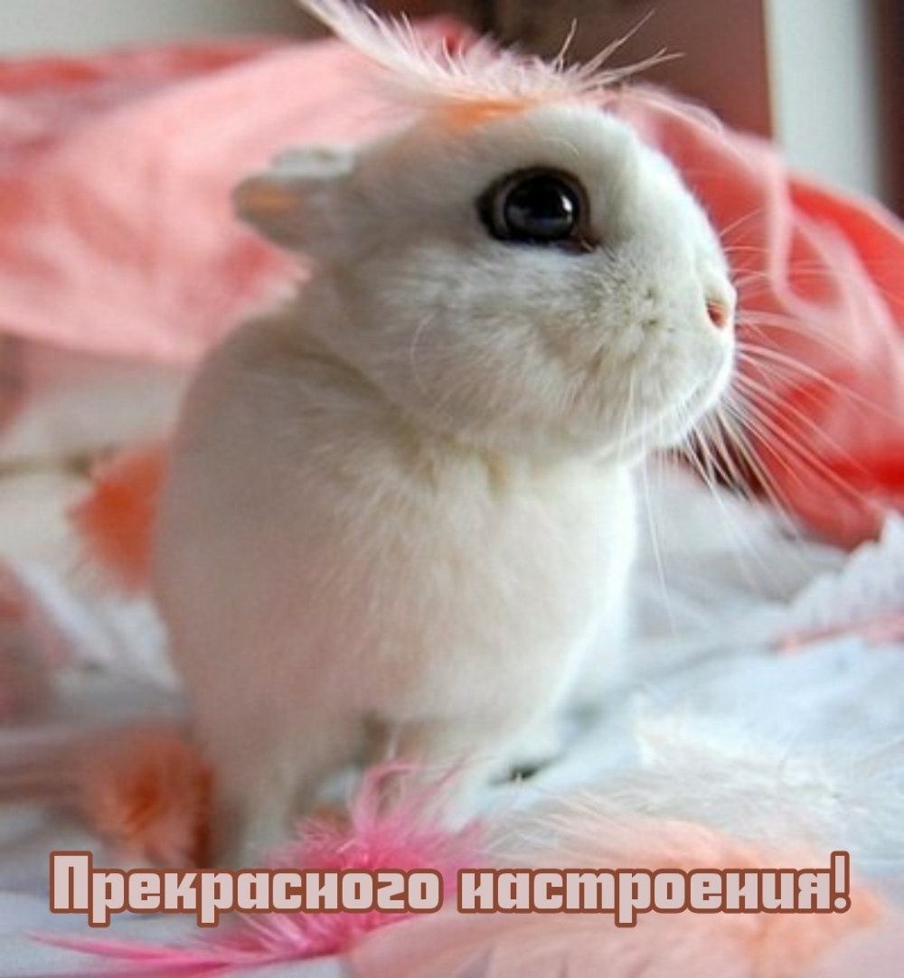 Прекрасного настроения!