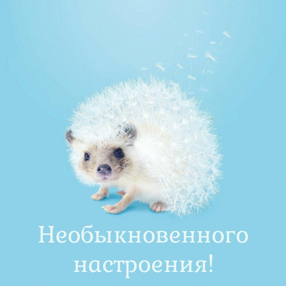 Необыкновенного настроения!