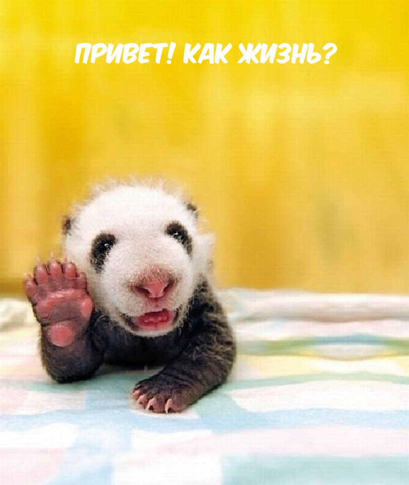 Привет! Как жизнь?
