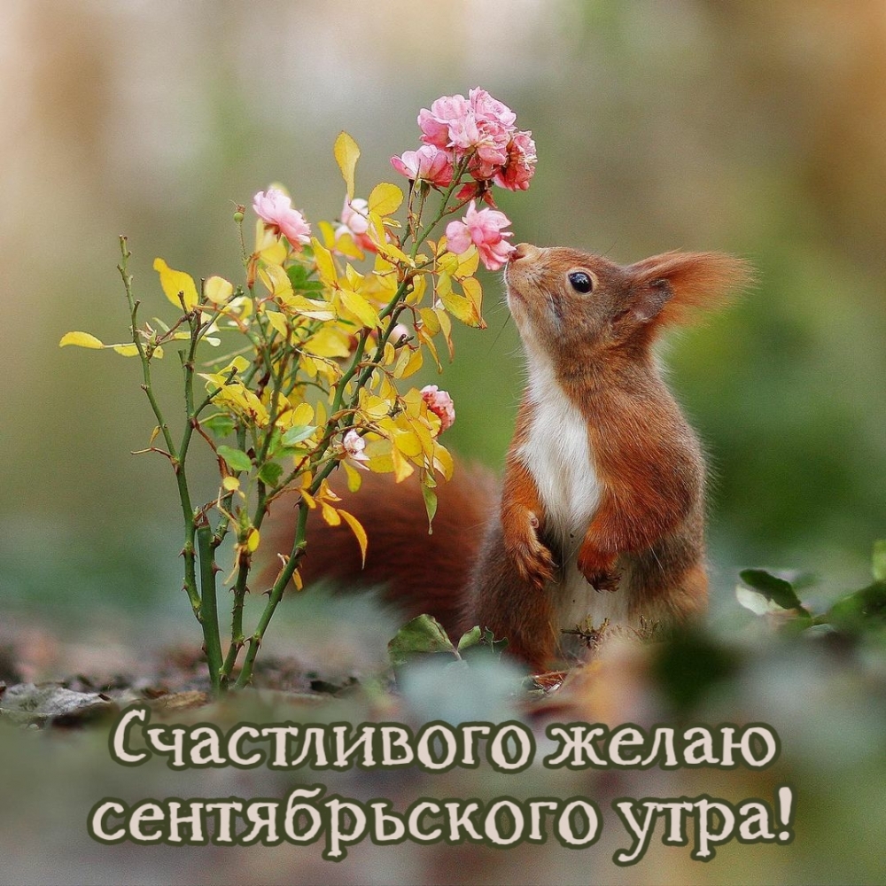 Счастливого желаю сентябрьского утра!