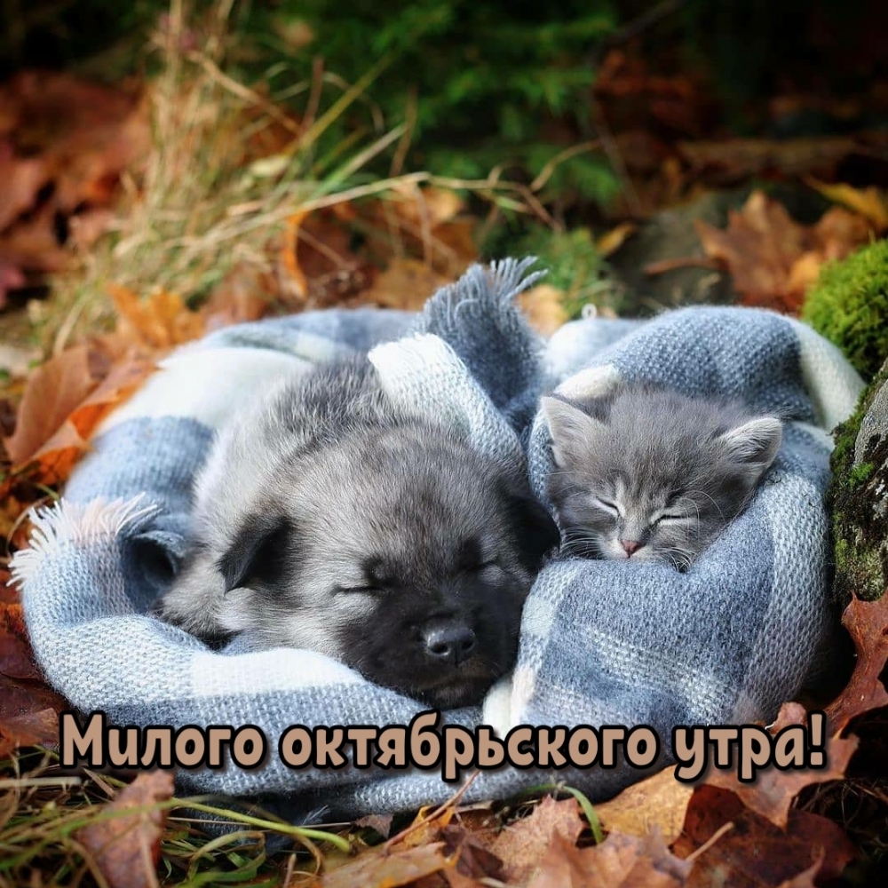 Милого октябрьского утра!