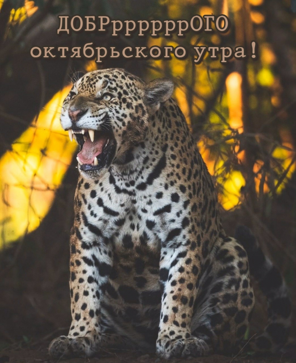 Доброго октябрьского утра!