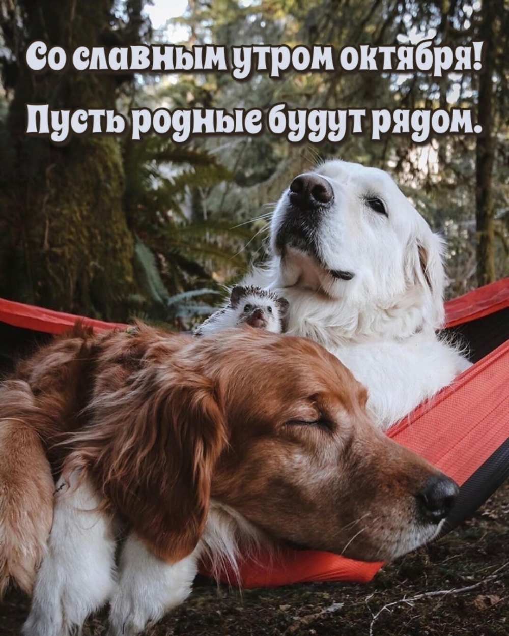 Со славным утром октября! Пусть родные будут рядом.