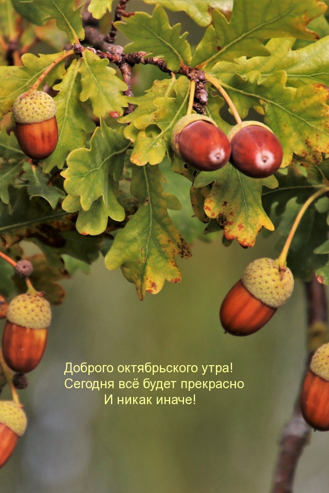 Доброго октябрьского утра! Сегодня всё будет прекрасно