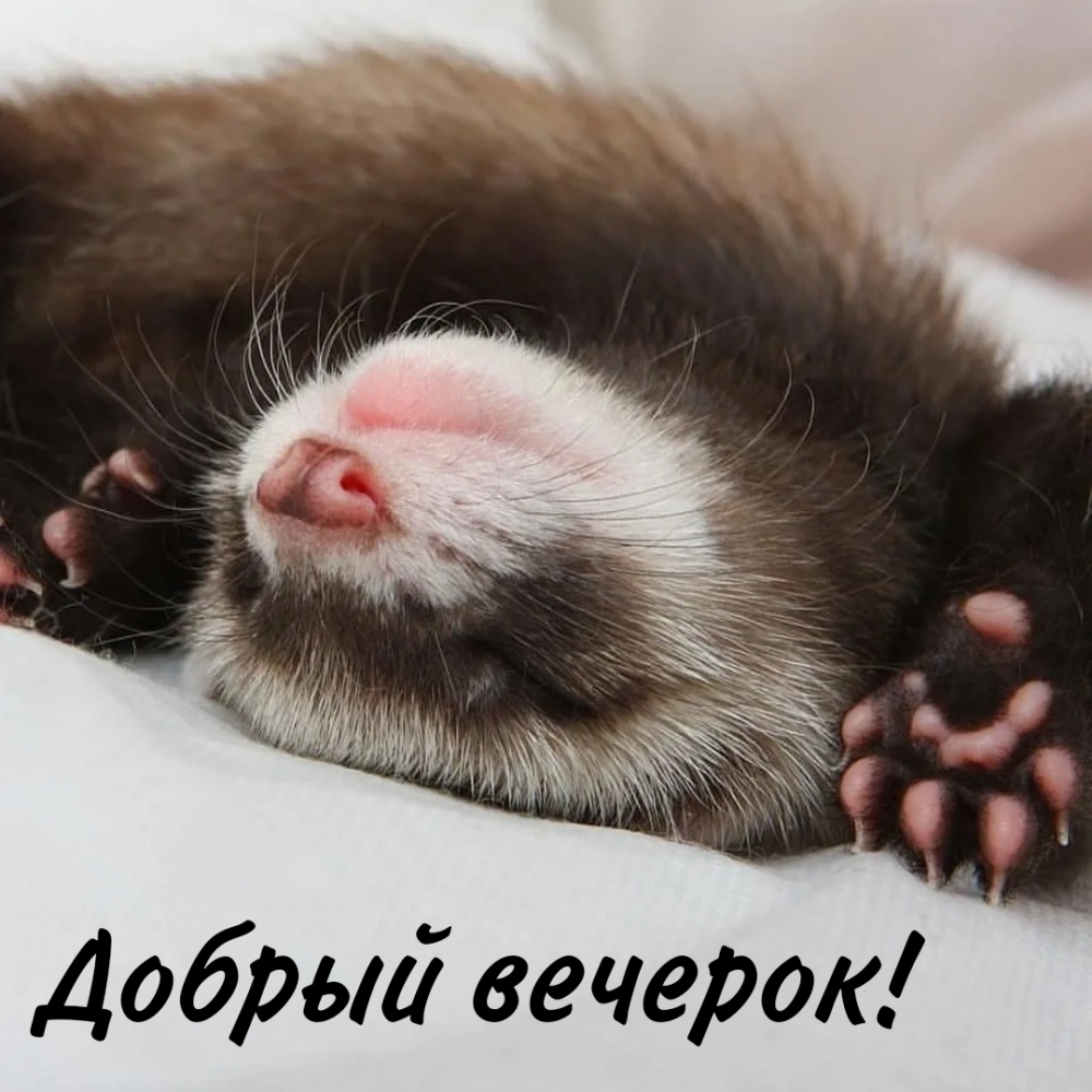 Спящий хорек — Добрый вечерок!