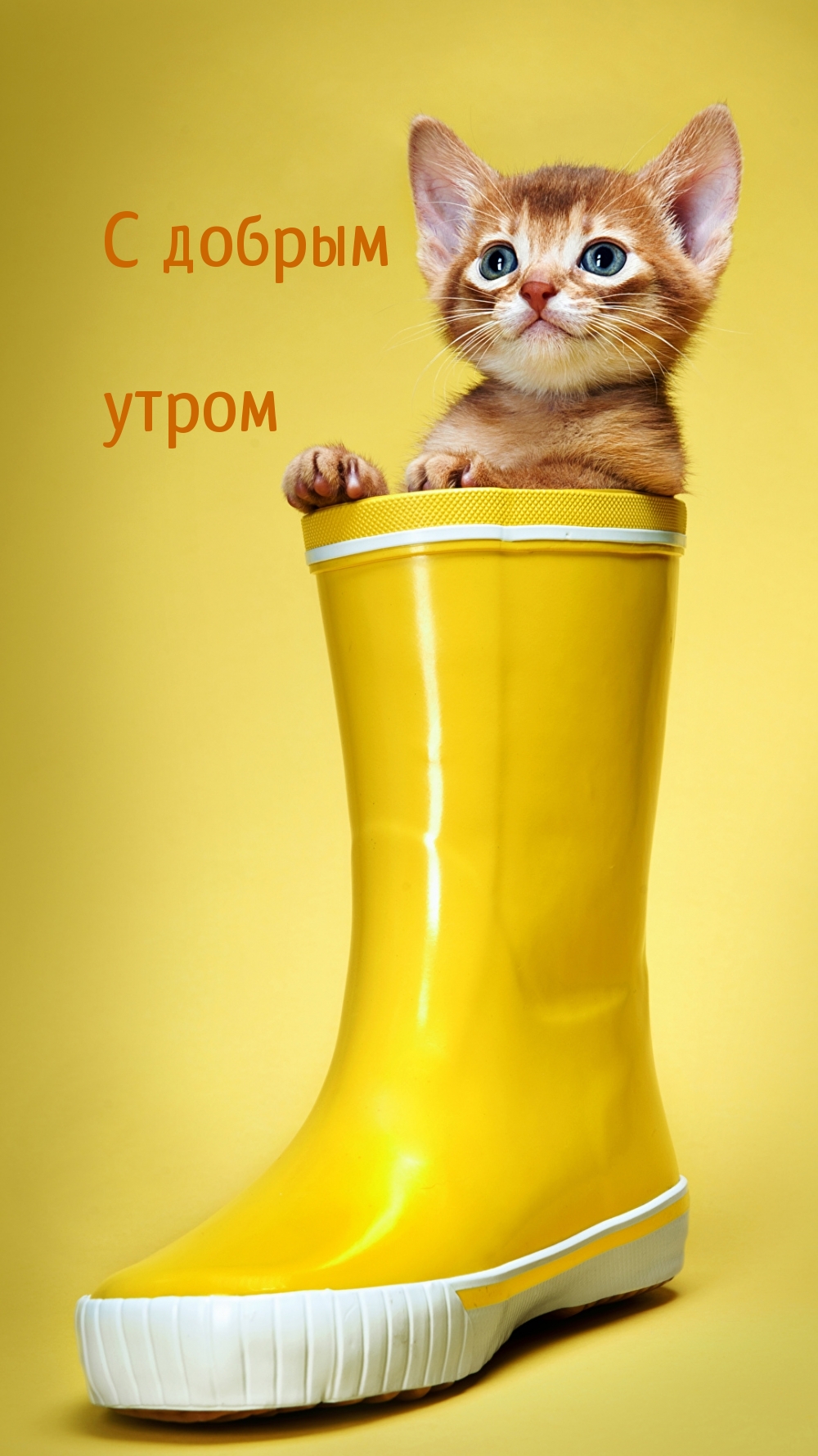 Картинка - С добрым утром.