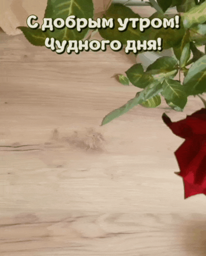 С добрым утром! Чудного дня!