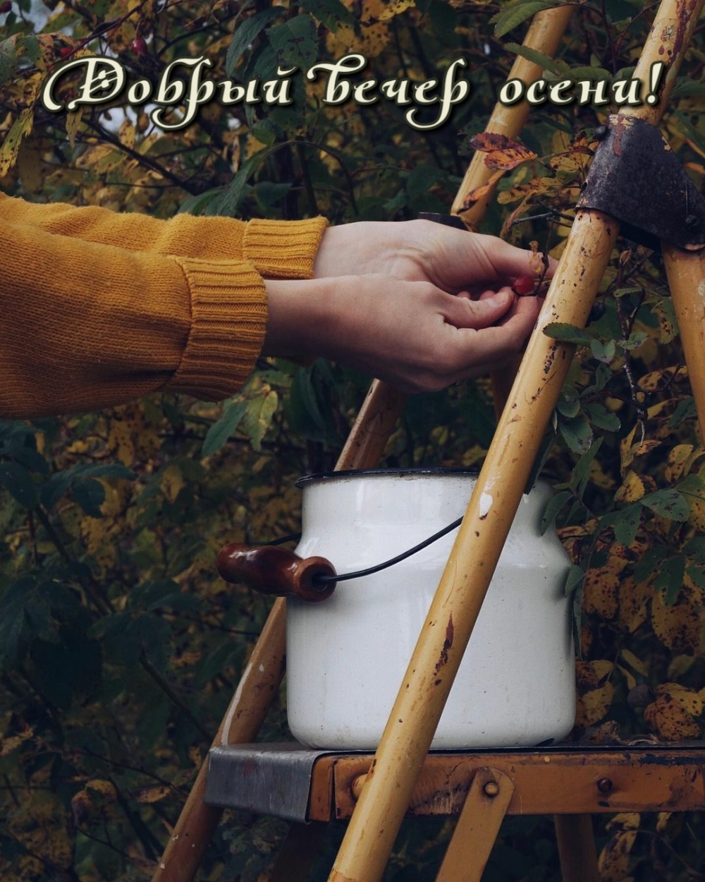 Картинка - Добрый вечер осени!.