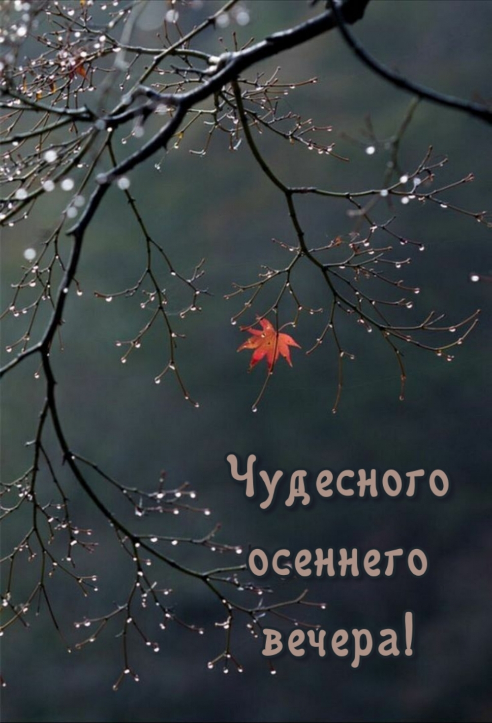 Картинка - Чудесного осеннего вечера!.