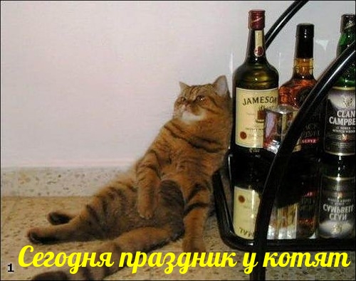 Сегодня праздник у котят