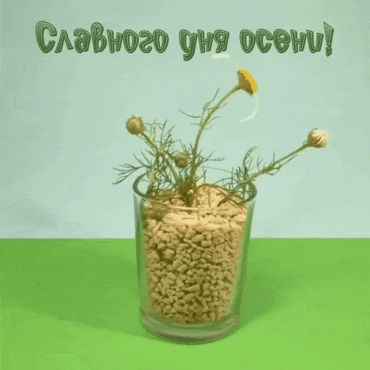 Славного дня осени!