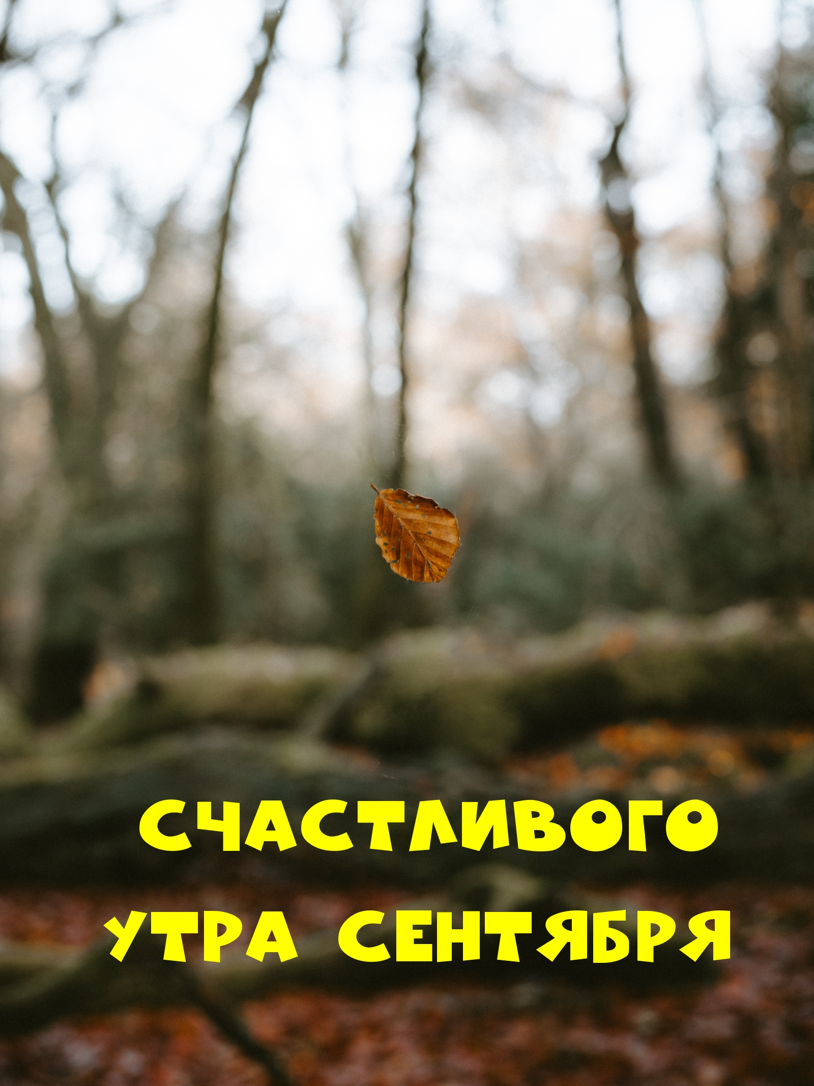 Счастливого утра сентября