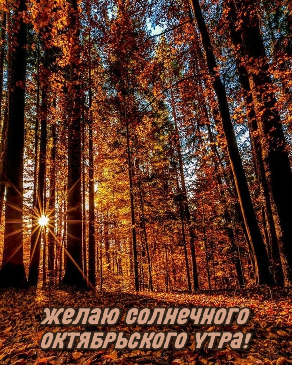 Желаю солнечного октябрьского утра!